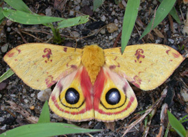 Io Moth